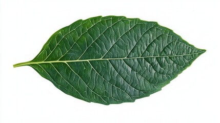 Obraz premium A Majestic Herb Leaf Celebrating Nature's Healing Wonders and Unseen Botanical Beauty