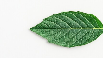 Obraz premium Captivating Green Herb Leaf Showcasing Nature's Healing Power and Vibrant Refreshing Energy