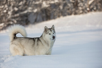 Alaskan malamute