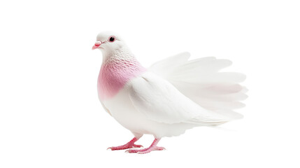 Fototapeta premium A white pigeon with a hint of pink on its neck stands gracefully against a plain white background.