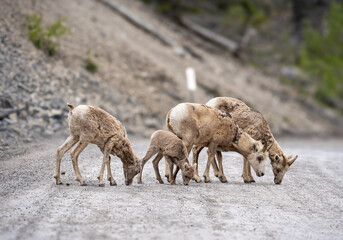 sheep in the mountains