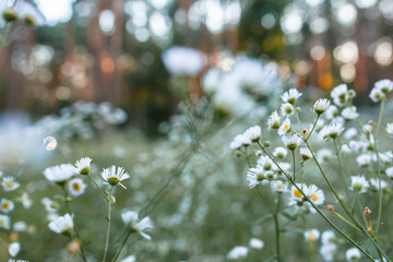 summer evening many white flowers