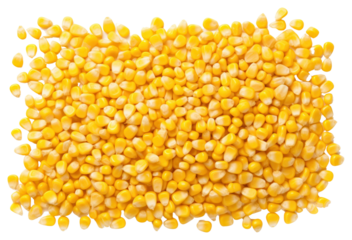 PNG Uncooked corn grains backgrounds plant food.