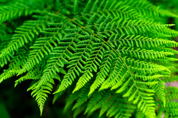 fern leaves