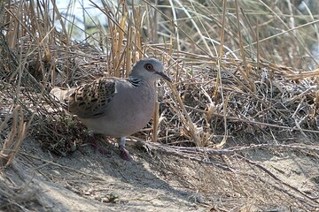 European turtle dove bird, latin name Streptopelia turtur, exploring sandy shoreline with dried grass in background. Summer daylight sunshine, location near Nin town, Zadar district, Croatia. 