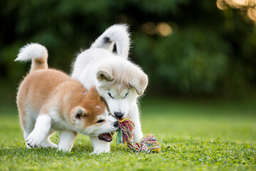 Zabawa szczeniaków akita inu i alaskan malamute © Michal Przystas