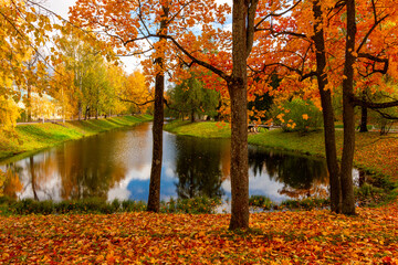 Maple trees in Catherine park in autumn, Tsarskoe Selo (Pushkin), Saint Petersburg, Russia
