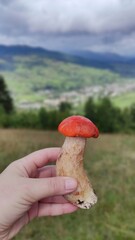 Freshly picked mushroom held against a mountain landscape