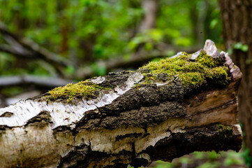 moss on tree trunk