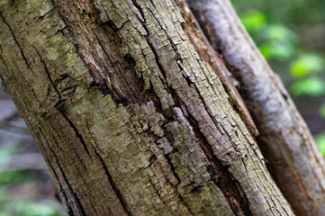 tree trunk texture