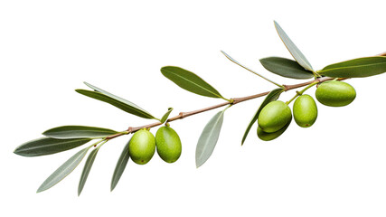 PNG Branch plant olive leaf.