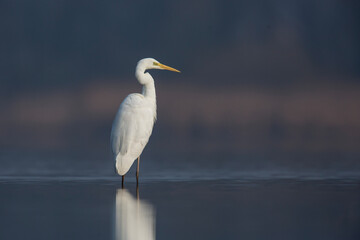 Czapla biała © Michal Przystas