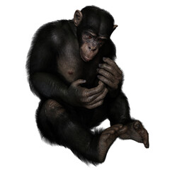 Naklejka premium 3D rendered illustration of a chimpanzee isolated on a transparent background 