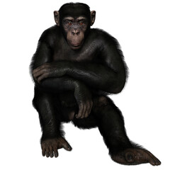 Naklejka premium 3D rendered illustration of a chimpanzee isolated on a transparent background 
