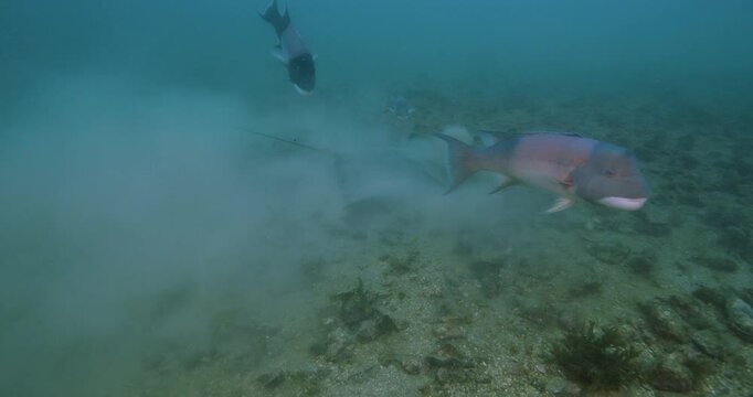Several sheephead fish hanging around feeding California bat ray.