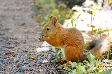 Close-up squirrel eating nuts on the ground