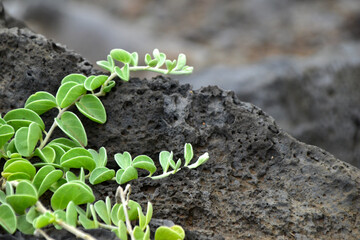 Green Vines With Volcanic Rock Maui Hawaii