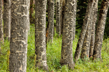 Obraz premium An aspen stand, with the lower trunks showing where the elk have chewed an almost mosaic patterns in the bark, stand together in Horseshoe Park, Rocky Mountain National Park, Colorado