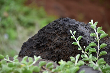 Green Vines With Volcanic Rock Maui Hawaii