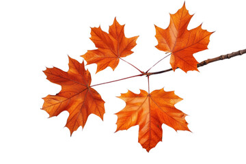 Obraz premium PNG Maple plant leaf tree.