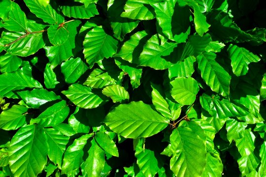 fensterblatt online kaufen Monstera Adansonii 25 cm im Bolglas kaufen  Pflanzen online kaufen