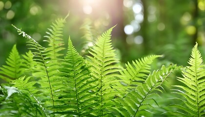 Close-up of fern leaves in a forest