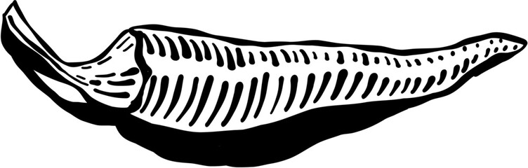 Pepper Food and drinks in boho style. Hand drawn minimal design. Perfect for wallpaper, template, banner, wall decor, print, postcard, cover. Vector illustration