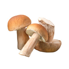 Three mushroom boletus isolated on transparent background. Harvesting fresh cep. Food, design, autumn. Nature concept.