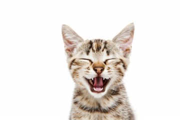 Obraz premium A joyous cat expressing pure relief with its eyes closed and a broad smile against a bright white background
