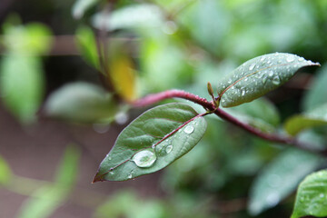 Raindrops on Leaves