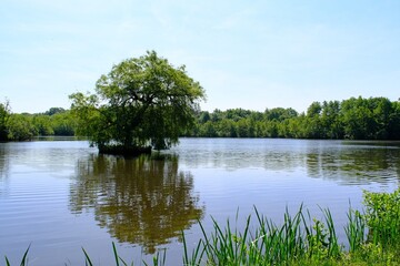 Baum auf einer Insel im Waldsee