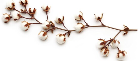 Cotton Flower Branch Isolated On White Background Top View