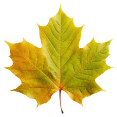 Obraz premium PNG Colorful autumn maple leaf on the white background