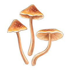 Yellow honey mushrooms. Watercolor hand-drawn illustration edible mushroom. Clipart on a white background on the theme of forest, autumn, herbalism, nature for packaging, postcards and invitations.