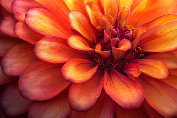 Obraz premium A vibrant macro shot of orange and red zinnia petals, with intricate details and a rich, warm color palette, creating a lively, energetic background.