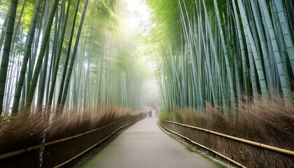 Misty morning in a bamboo forest