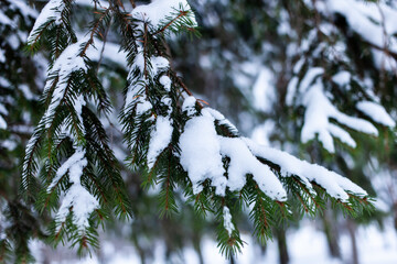 snow covered branches