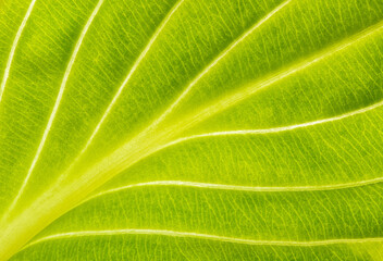 Macro capture of vibrant green leaf texture and patterns
