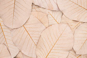 Close-up view of dew on pale leaves