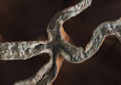 Twisted plant tendrils close-up against dark background