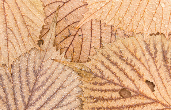 Autumn leaves glistening with morning dew