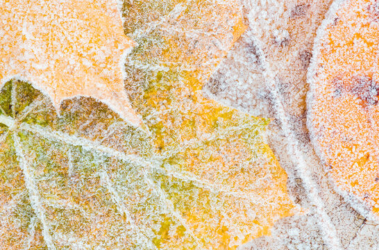 Frost-covered leaves in vivid close-up