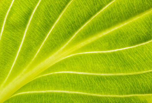 Fototapeta Macro capture of vibrant green leaf texture and patterns