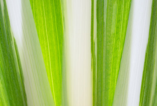 Green and white striped leaf texture close-up