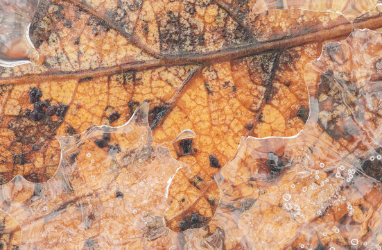 Close-up of a frozen leaf with intricate ice patterns