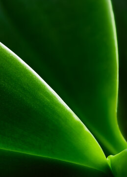 Macro view of vibrant green plant leaf texture