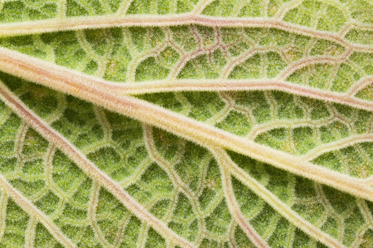 Macro View of Leaf Vein Patterns