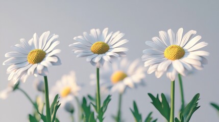 White Daisies in Soft Light