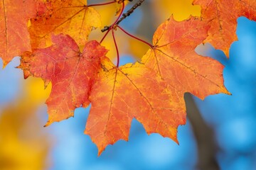 Autumn maple leaves with blue sky background. Selective focus