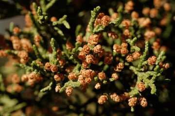 Texas juniper cedar plant branch closeup.